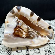Conch Shell King Helmet Sea Shell Cassis Tuberosa 6” Natural ...