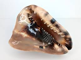 Natural Large Bull Mouth Conch Shell, 6.5" Long, Fish Tank ...