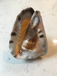 King Helmet Shell Natural Conch Sea Shell Rare Cassis ...