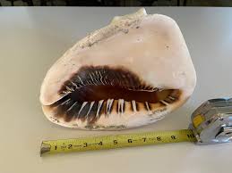 Vintage Large Helmet Conch Shell | Chairish