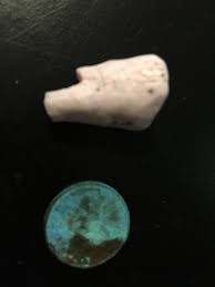 Giant Human Tooth / CapriTauris Tooth | eBay