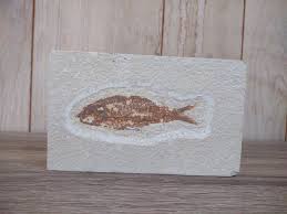 Fossil Fish 6.75” x 4" | eBay
