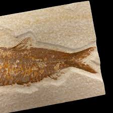 Knightia Fossil Fish – Detailed Prehistoric Fossil From ...