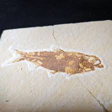 Fossilized Fish (Knightia) – Esoterica
