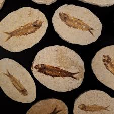 Knightia Fossil Fish with Display Stand - Fossil Hoard