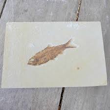 Knightia Fossil Fish Plate 100% AUTHENTIC - Free Shipping ...