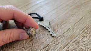 What is this fossil found near Aurora, North Carolina?