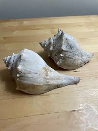 Pair of 2 Small Conch Shells | eBay