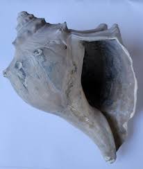 LARGE KNOBBED WHELK Conch Seashell Beach and Nautical Decor ...