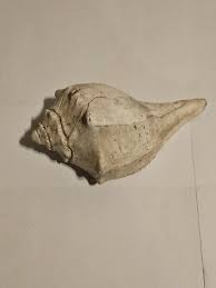 Large Florida Fighting Conch Shell Beach Decor | eBay