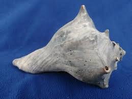 W101 Knobbed Whelk Conch SeaShell 5 1/2" Nautical Coastal ...