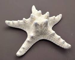 White Knobby Starfish Protoreaster Nodosus (1 Starfish Approx. 5+ Inches) White Starfish for Coastal Crafting Décor & Collections! - Etsy