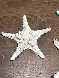 3 Large real Knobby Starfish 5"-6.5” Beach Cottage Wedding Decor Crafts | eBay