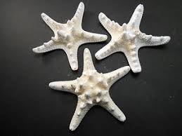 Large Starfish | eBay