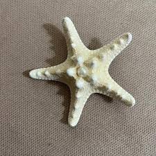 Mermaid Bridal Ocean Knobby Starfish With Pearl Hair Clip - Etsy Ireland