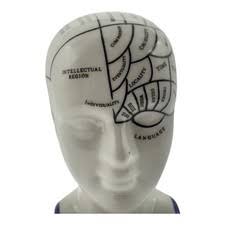 Phrenology Bust In other Science & Medicine Collectibles (1930-Now) | eBay