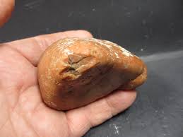 Dinosaur Gastrolith, Stomach Stone, Self Collected, Jurassic ...