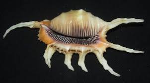 142 mm GREAT Lambis Scorpius Conch Seashell Racha Island ...