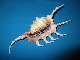 HUGE Lambis scorpius, 158mm length (6.2 inch) Nice color | eBay