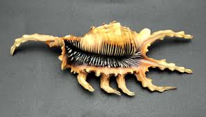 Spider Conch Very Intense Pink and Black Mouth #1129 ...