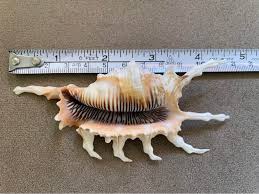 5" Scorpion Spider Conch Specimen like New $25