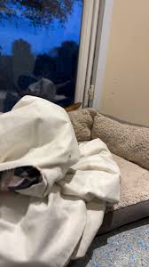 Dogs 4 Rescue on X: "Sally likes to tuck herself in at night ...