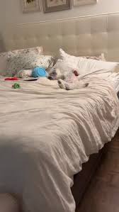 Steelers signed S Chuck Clark and G Max Scharping to their ...