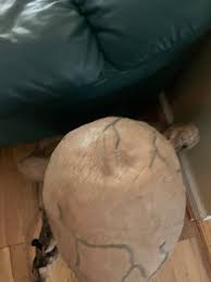 Spirit Halloween Nailed Down 2005 Retired Halloween Prop ...