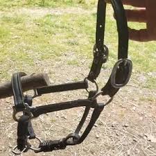 Other | Mini Horse Show Halter Black W Lead | Poshmark