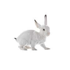 Nymphenburg Porcelain Rabbit Painted Light Coat | Kneen & Co