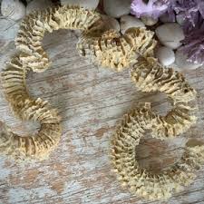 Vintage Lightning Whelk Seashell Egg Casing Shell Spiral Egg Case Real Nature Specimen Oddity Curiosity Display 9 X 7 Inch - Etsy