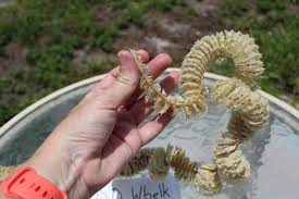 Whelk Egg Case, Tiny Whelk Eggs, Spiral Egg Case, Sea Shell Case, Sanibel, Egg Casing - Etsy Ireland