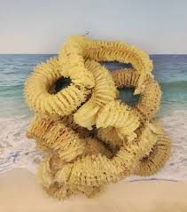 Whelk Egg Case - Etsy