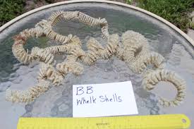 Whelk Egg Case - Etsy Singapore