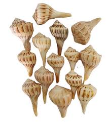 Island Shells | eBay