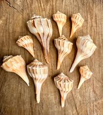 10 Polished Lightening Whelks From Sanibel Island Assorted Sizes Sanibel Seashells Lightening Whelk Florida Seashells Coastal Decor - Etsy