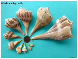 What's under the microscope? Whelk shells inside an egg case sometimes referred to as a Mermaid's necklace. Whelks are a type of large sea snail in the family Buccinidae which is a