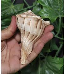 Amazon.com - Conch Shell Bevel Cluster