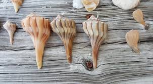 The best shelling in Florida - Sanibel Island - Florida Family Nature