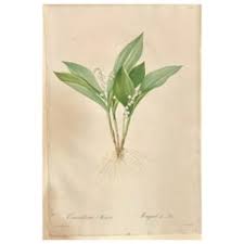 Lilium speciosum (Elegant Lily) – Hand-Colored Botanical Engraving, ca.1825 For Sale at 1stDibs