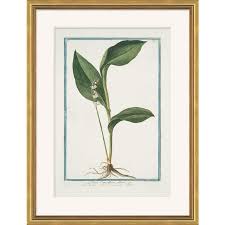 Hortus Romanus 1772-1793 XXIV Framed Art Print | Chairish