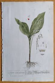 Blackwell Originaldruck Koloriert Folio Herbarium Maiglöckchen Convallaria 1750 | eBay