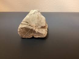 Fossil Petrified Wood Blue Forest Wyoming 50 Million Years ...