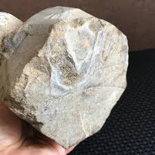 1565g Rare heteromorphic Ammonite Nostoceras malagasyense ...