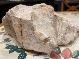 What is this rock found in Oklahoma ,has a fossil.? : r ...
