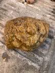 Golden yellow rock found in Mexico on the pacific : r/whatsthisrock