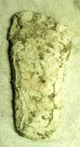 A Maryland Bigfoot Researcher's Synopsis