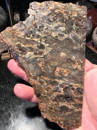 Old School Palm Root Agate Slab - Edison, CA - Etsy