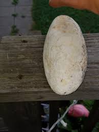 What is this natural stone object found in wooded areas?