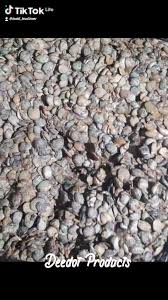 Dried Deedot locust Beans It is used by the majority Try ...